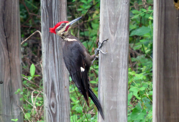 Pileated Woodpecker by Simon Thompson